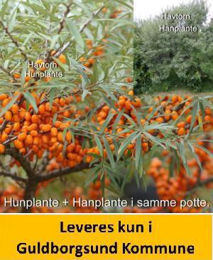 Havtorn Duo Han og hun