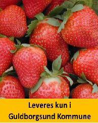 Jordbær Ostara, 6 stk.