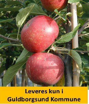 Æble Dværg RØD INGRID MARIE 