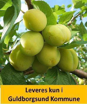 BLOMME QULLINS REINE CLAUDE