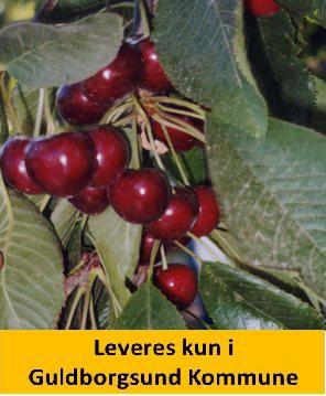 Kirsebær Dværg SUNBURST 