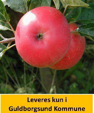 Æble DVÆRG DISCOVERY 