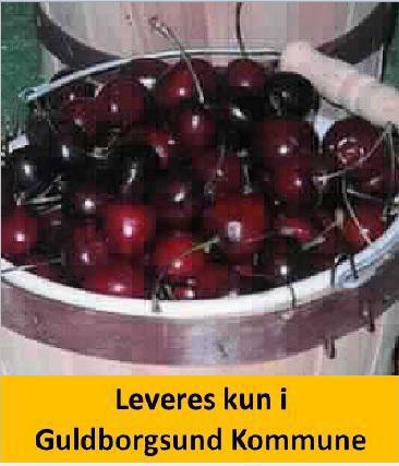 KIRSEBÆR Dværg LAPINS