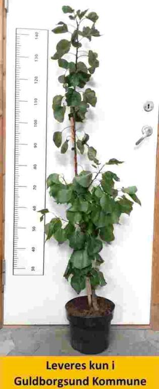 Abrikos KURESIA