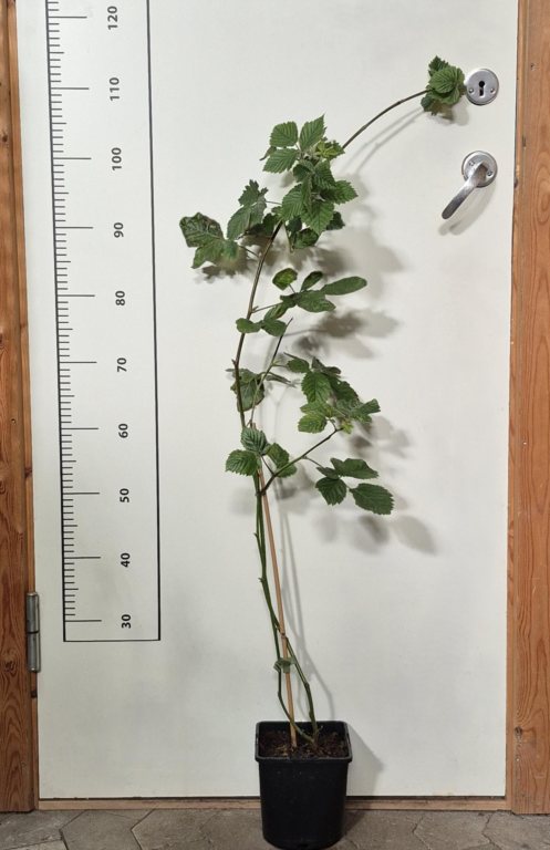 Brombær Asterina