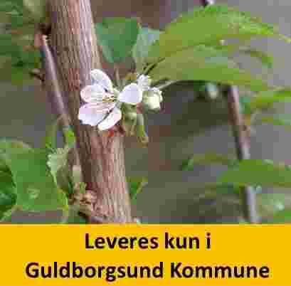 Kirsebær EARLY STAR