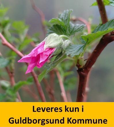 Laksebær Rubus spec. Olympic Double