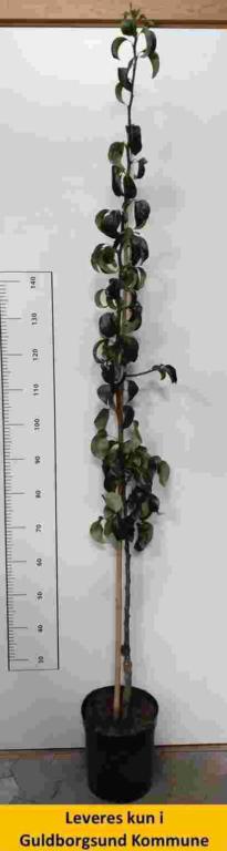 Pære Søjle Conference Spuur