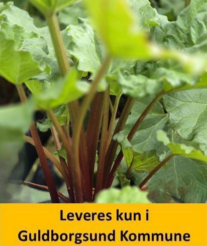 Rabarber Livingstone