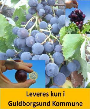 Vindrue KYOHO BOTRUS