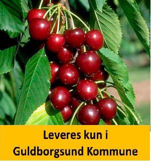 Kirsebær Søjle Sylvis selvbestøvende.