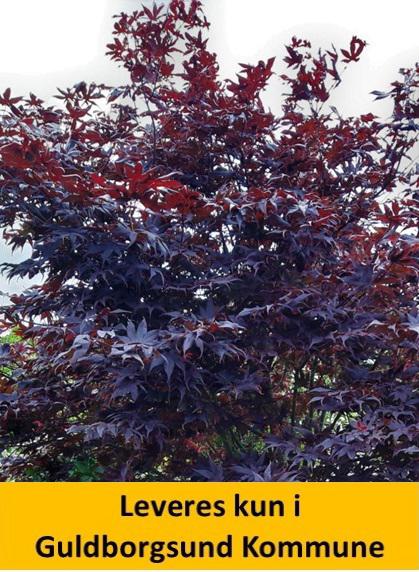 Acer palm. Garnet