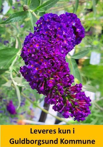 Buddleia dav. Black Knight