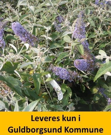 BUDDLEIA DAV. LOCHINCH