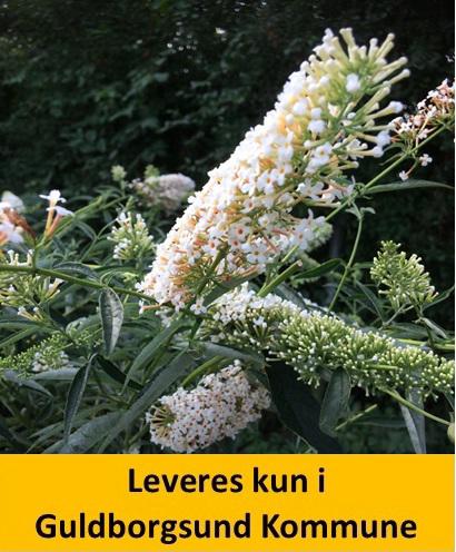 Buddleia tre forskellige farver i potten