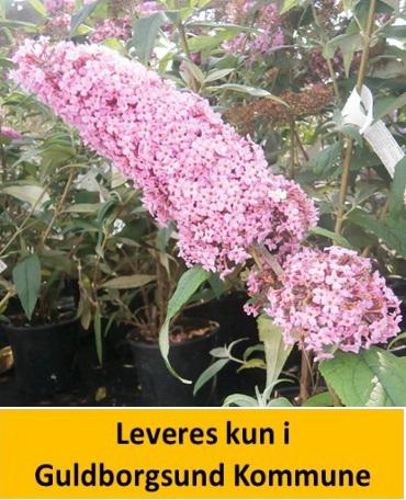 Buddleia dav. Pink Delight