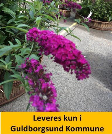 Buddleia dav. Royal Red