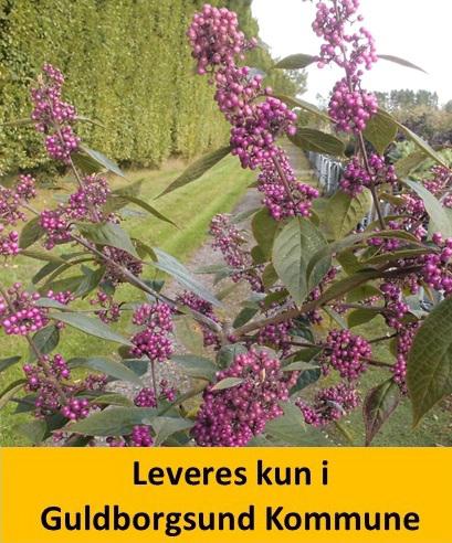 Callicarpa bodinieri Profusion