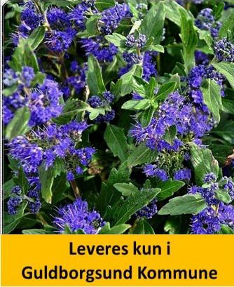 CARYOPTERIS CLANDO. HEAVENLY BLUE