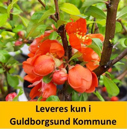 Chaenomeles Japonica C7,5 40-50 cm.