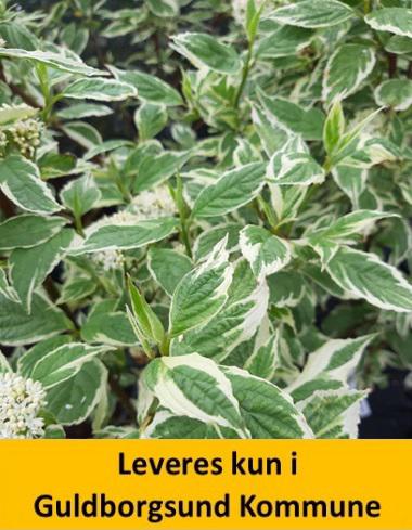 Cornus alba Sibirica Variegata