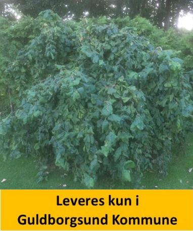 Corylus avell. Contorta