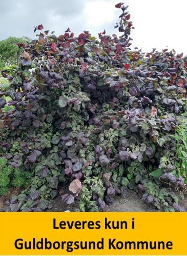 Corylus avell. Red Majestic C5 60-80 cm.