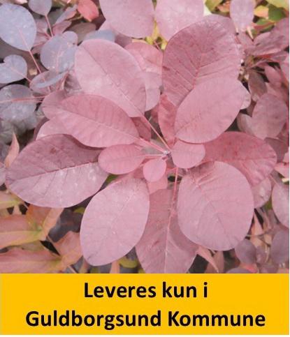 Cotinus cogg. Royal Purple.
