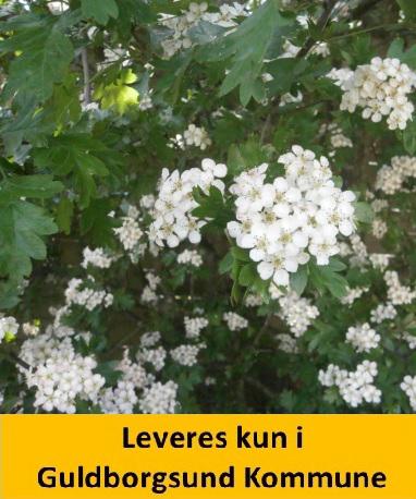 Crataegus monogyna