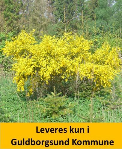 Cytisus Allgold C4 45/-