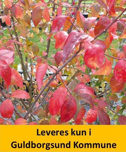 Euonymus Eur. Red Cascade C5 40+ cm.