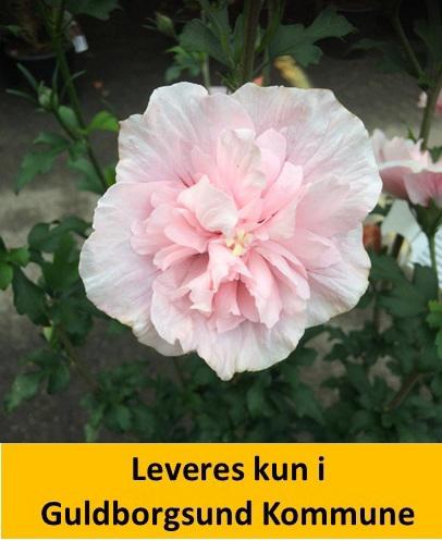 Hibiscus syr. Pink Chiffon