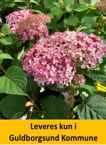 HYDRANGEA arb. PINK ANNABELLE PW