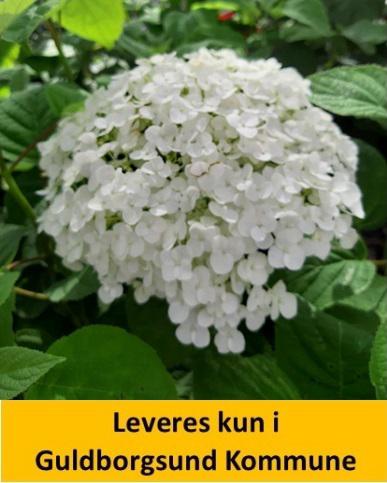 HYDRANGEA arb. STRONG ANNABELLE  PW