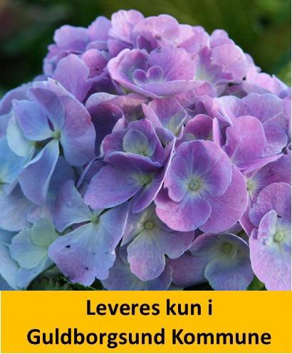 HYDRANGEA ELISA 