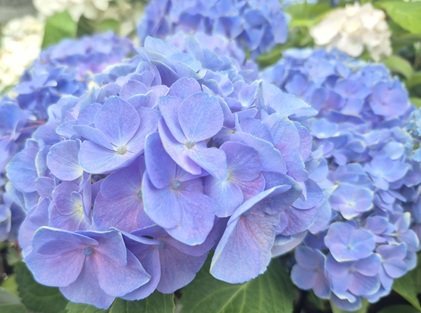 HYDRANGEA ELISA 