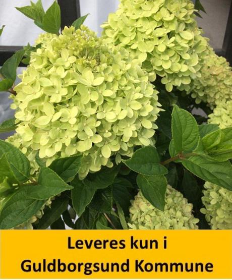 Hydrangea pan. Limelight C3