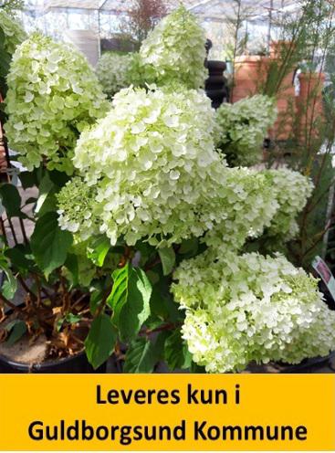 HYDRANGEA pan. SILVER DOLLAR C10