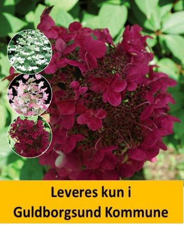 Hydrangea pan. Wims Red