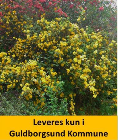 KERRIA JAPONICA PLENIFLORA