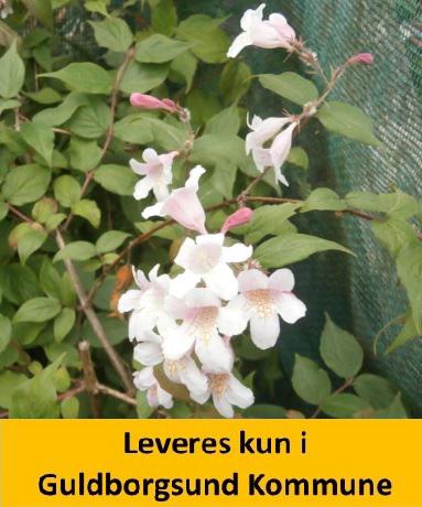 Kolkwitzia amabilis C5,0