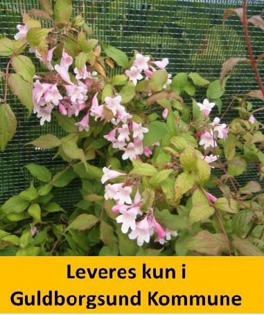 Kolkwitzia amabilis Pink Cloud C5