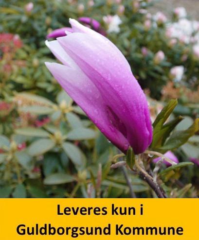 MAGNOLIA LILLIIFLORA SUSAN