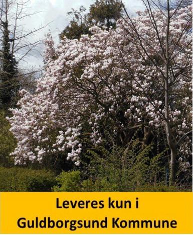 Magnolia soulangeana C10 60-80 cm.