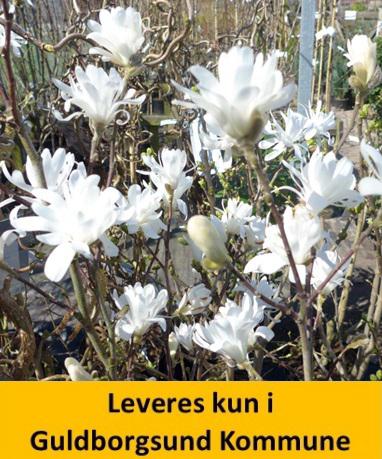 Magnolia stellata Royal Star C10 60-80