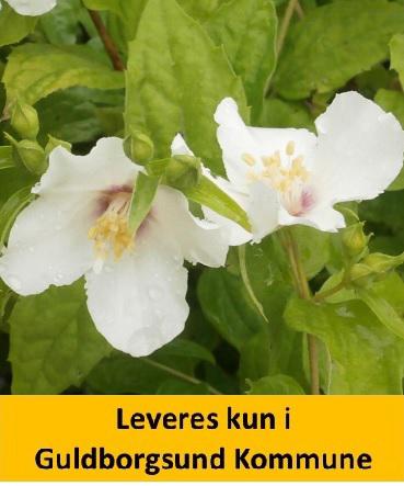 PHILADELPHUS BELLE ETOILE