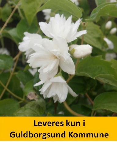 PHILADELPHUS VIRG. SCHNEESTURM