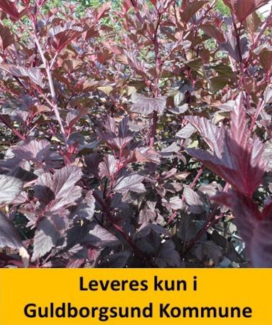 PHYSOCARPUS DIABOLO