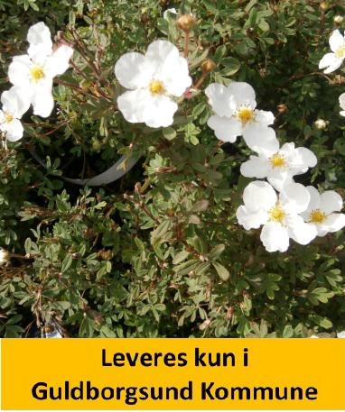 POTENTILLA frut. ABBOTSWOOD