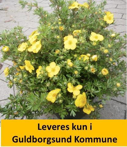 POTENTILLA FRUT. KOBOLD